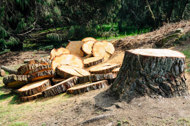  Roosevelt Park, MI Tree Care Pros